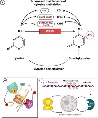 Exploring the crop epigenome: a comparison of DNA methylation profiling techniques